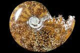 Polished, Agatized Ammonite (Cleoniceras) - Madagascar #79745-1